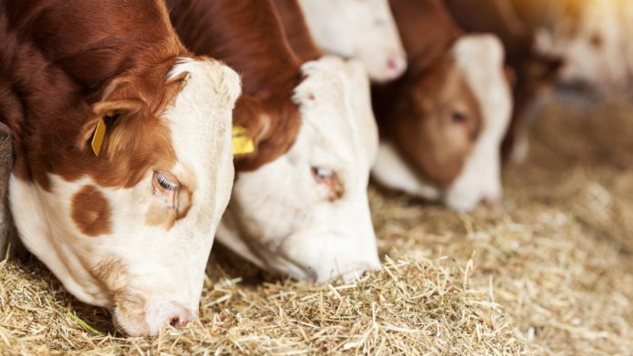 kormlenie-korovy-pered-otelom_2_cr