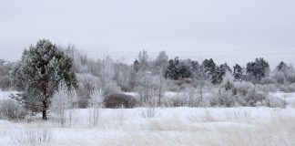До -6°С похолодает в Рязанской области в воскресенье