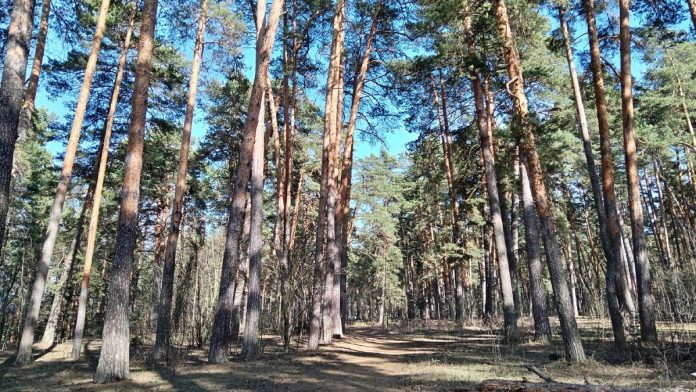 погода весна солнечно