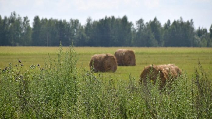 Погода лето. Пресса. 26.7.25