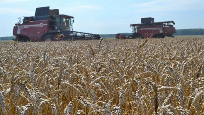 uborka-zernovyh_pitelino_18.08.25