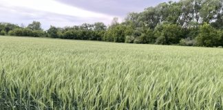 Рязанские ученые вывели новый зимостойкий сорт пшеницы