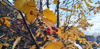 3 ноября в Рязанской области будет преимущественно без осадков