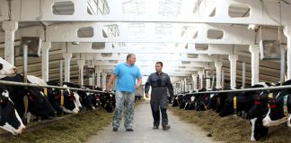 В сфере АПК Рязанской области требуются механизаторы и животноводы