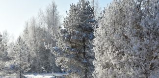 В ночь 2 февраля в Рязанской области температура воздуха опустится до -29°С