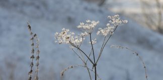 2 марта в Рязанской области осадков не ожидается