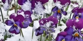 20 апреля в Рязанской области ожидается мокрый снег