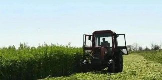 Тринадцать очагов дикорастущей конопли выявили за неделю полицейские в Рязанской области
