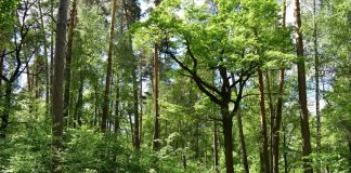В Рязанской области до 1 сентября продлили ограничение на посещение лесов