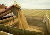 Два миллиона тонн зерна собрали рязанские аграрии